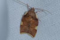 Carcina quercana