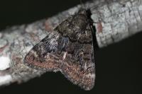 Catocala nymphagoga