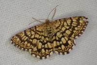 Chiasmia clathrata