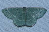 Chlorissa cloraria