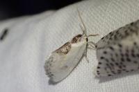 Cilix