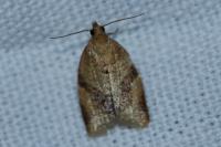 Clepsis consimilana