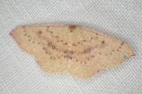 Cyclophora puppillaria