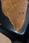 Watsonalla binaria