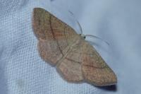 Cyclophora suppunctaria