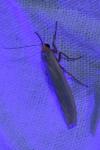 Eilema caniola