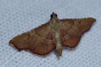Endotricha flammealis