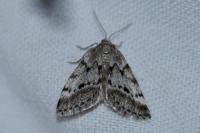 Eumannia oranaria