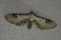 Eupithecia centaureata