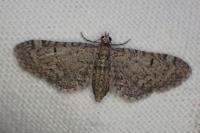 Eupithecia ultimaria