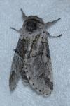 Furcula bifida