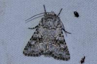 Hecatera weissi