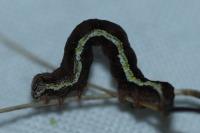 Chiasmia clathrata