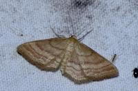 Idaea ochrata