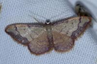 Idaea ostrinaria