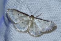 Idaea politaria