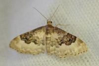 Idaea rusticata