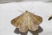 Isturgia murinaria