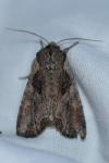 Lacanobia suasa