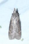 Lamoria anella