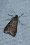 Loxostege sticticalis