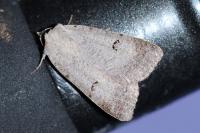 Lygephila craccae