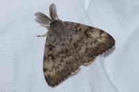 Lymantria dispar