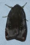 Noctua janthe / Noctua janthina