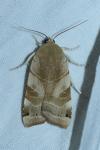 Noctua tirrenica