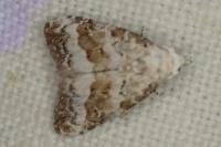 Nola squalida