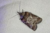Nycteola columbana