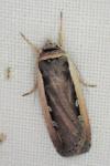 Ochropleura leucogaster