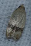 Odites kollarella