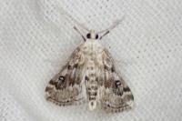 Parapoynx stratiotata