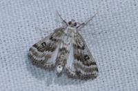 Parapoynx stratiotata
