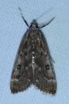Parapoynx stratiotata