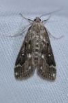 Parapoynx stratiotata