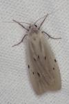 Pelosia muscerda