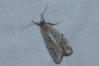 Pelosia muscerda