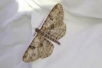 Peribatodes rhomboidaria rhomboidaria