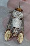 Phalera bucephala
