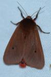 Phragmatobia fuliginosa