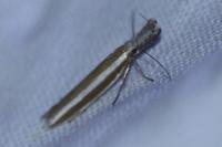 Pleurota aristella