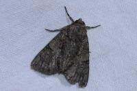 Polyphaenis sericata
