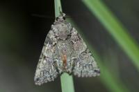 Polyphaenis sericata