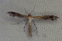 Pterophoridae