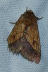 Pyrrhia umbra