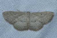 Scopula minorata