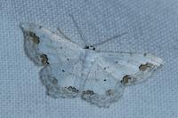 Scopula ornata
