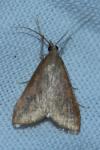 Udea ferrugalis